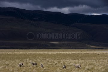 Group of Sheeps in the Pampa Chilean Patagonia