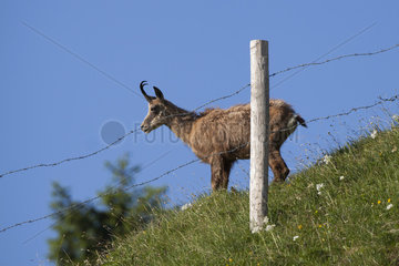 Alpine Chamois (Rupicapra rupicapra) in front of a barbed wire fence  Jura  Switzerland.