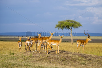 Impala (Aepyceros melampus)  herd on a termite mound scanning the plain  Masai-Mara National Reserve  Kenya