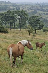 Comtois Horse in Meadow Ardèche Frankreich
