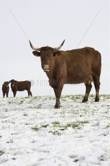 Herde der Kühe Salmer unter Schnee Frankreich [at]