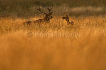 Red Deer (Cervus elaphus) couple in the tall grass at dusk  Ardennes  Belgium