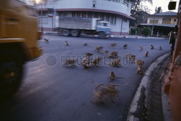 Macaques crabiers croisant le camion poubelle sur le chemin