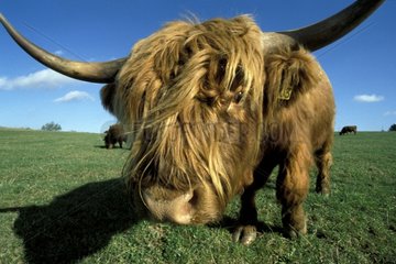 Portrait de vache des Highlands Danemark