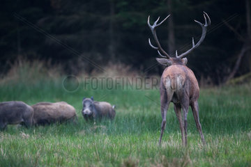 Red Deer (Cervus elaphus) male and troupe of wild boars  Ardennes  Belgium