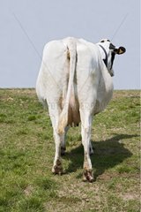 Kuh von Holstein Rasse von Back in Pre France