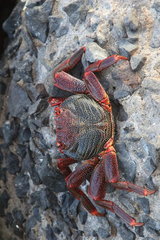 Crab on rock  Madeira  Atlantic Ocean