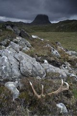 Deer antler in rocks beside Mont Suilven Scotland