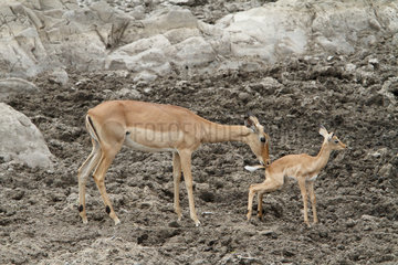Impala (Aepyceros melampus) female and young at waterhole in drought  Kruger  South Africa