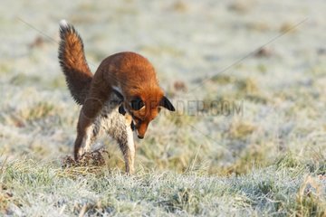 Red fox jumping to catch prey in frozen meadow in autumn GB