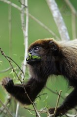 Brown howler monkey eating leaves in forest of Brazil