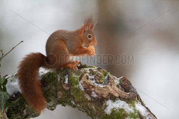 Red squirrel (Sciurus vulgaris) eating on a branch in winter  Ardennes  Belgium