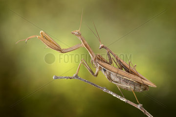 Praying mantis (Mantis religiosa) mating in a forest near the Po river  Luzzara Reggio Emilia  northern Italy