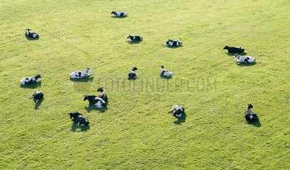 Herde von Holstein -KÃ¼hen  die in Grasmosel liegen