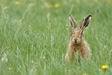 European Hare sitting in the grass Great Britain