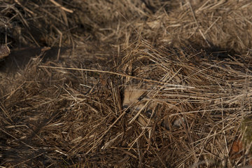 Wild boar (Sus scrofa) piglet hidden in dry grass  Ardennes  Belgium