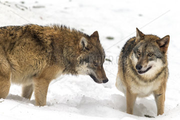 European Wolf (Canis lupus) in the snow  Sneznik Reserve  Slovenia