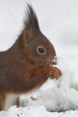 Portrait of Red squirrel (Sciurus vulgaris) eating in winter  Ardennes  Belgium