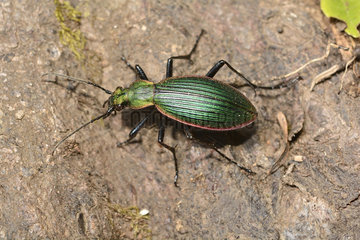 Ceroglossus (Ceroglossus magellanicus subsp. Caburgansis)  Protected Carabidae Beetle in Chile  Parque Nacional Huerquehue  IX Region of Araucania  Chile
