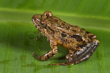 Betsileo Madagascar Frog (Mantidactylus betsileanus)  Andasibe  Perinet  Alaotra-Mangoro Region  Madagascar