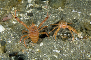 Couple of squad lobster  Munida quadrispina  UNESCO Natural World Heritage Site  Golfo Nuevo  Peninsula Valdes  Chubut  Patagonia  Argentina  Atlantic Ocean