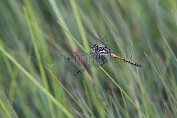 Black darter (Sympetrum danae) Female posed in the grass in summer  Lake Blanchemer  Vosges  France