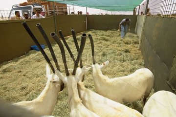 Oryx dans enclos avant semi-liberté Arabie Saoudite