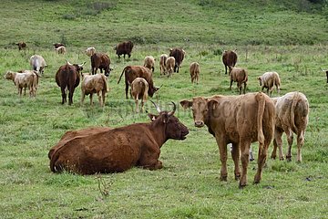Cows Salers in a pasture  Cantal  Auvergne  France