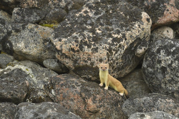 Ermine (Mustela erminea) in the rocks  Bear Archipelago  East Coast Greenland