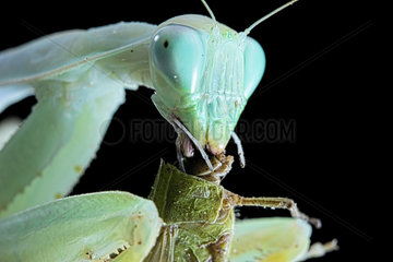 African praying mantis (Sphodromantis lineola) feeding on locust on black background.