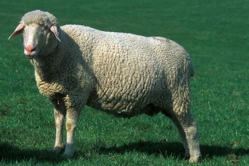 Merino Schafe auf der Wiese