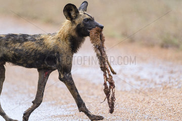 African Wild Dog (Lycaon pictus) with prey in the mouth  South Africa  Kruger national park