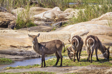 Common Waterbuck (Kobus ellipsiprymnus) in Kruger National park  South Africa