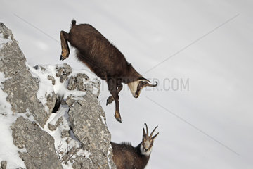 Alpine Chamois (Rupicapra rupicapra) jumping over a rock on snow  Jura  Switzerland.