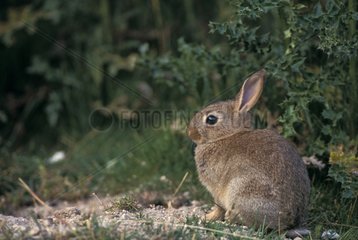 European Rabbit resting Picardie France