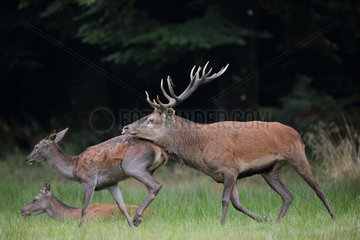 Red Deer (Cervus elaphus) male following a hind by pulling his tongue  Ardennes  Belgium
