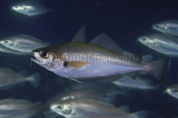 Poor cod (Trisopterus minutus)  Composite image. Portugal