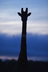 Masaï Giraffe im Reservat von Masaï Mara Kenia