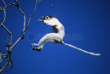 Verreaux s sifaka jumping in tree