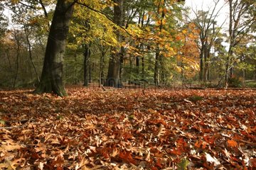 Dead leaves on the ground in automn Netherlands