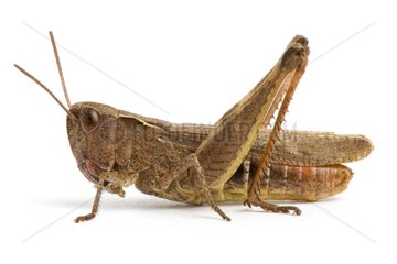 Grasshopper in the studio