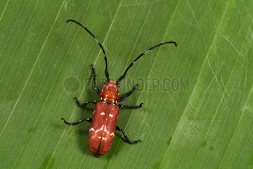 Coleoptera  Andasibe  Perinet  Alaotra-Mangoro Region  Madagascar