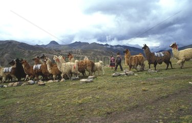 Troupeau de lamas Bolivie