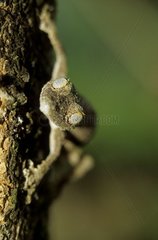 Uroplate sur un arbre Madagascar