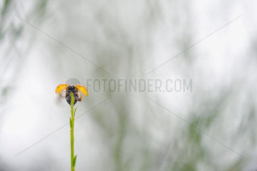 Sevenspotted lady beetle (Coccinella septempunctata) flying away  France