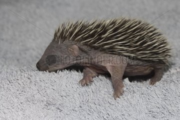 Young Western european hedgehog gathered in a clinic