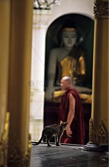 Katze in einem Tempel und MÃ¶nch Burma