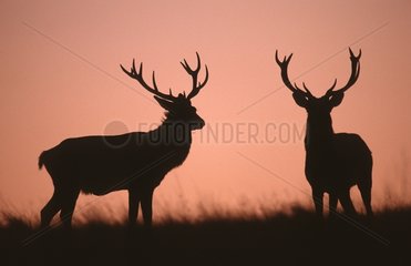 Red Deers at sunset Denmark