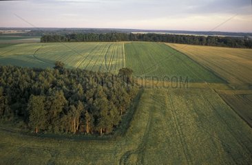 Agriculture céréalière et bosquets en Picardie France