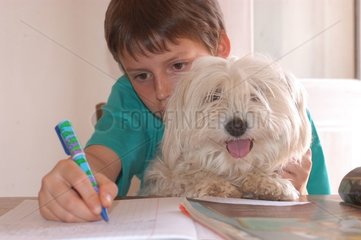 Coton de Tuléar et enfant faisant ses devoirs